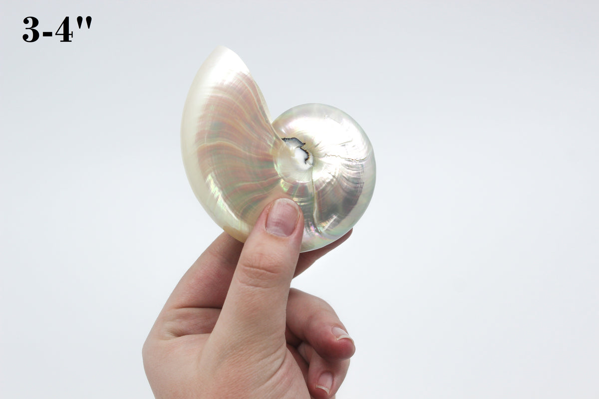 Chambered Nautilus Polished