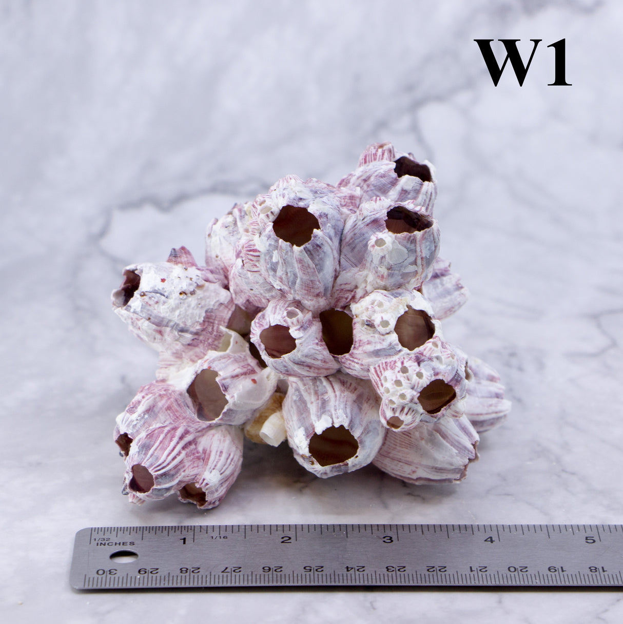 Barnacles 3-5"