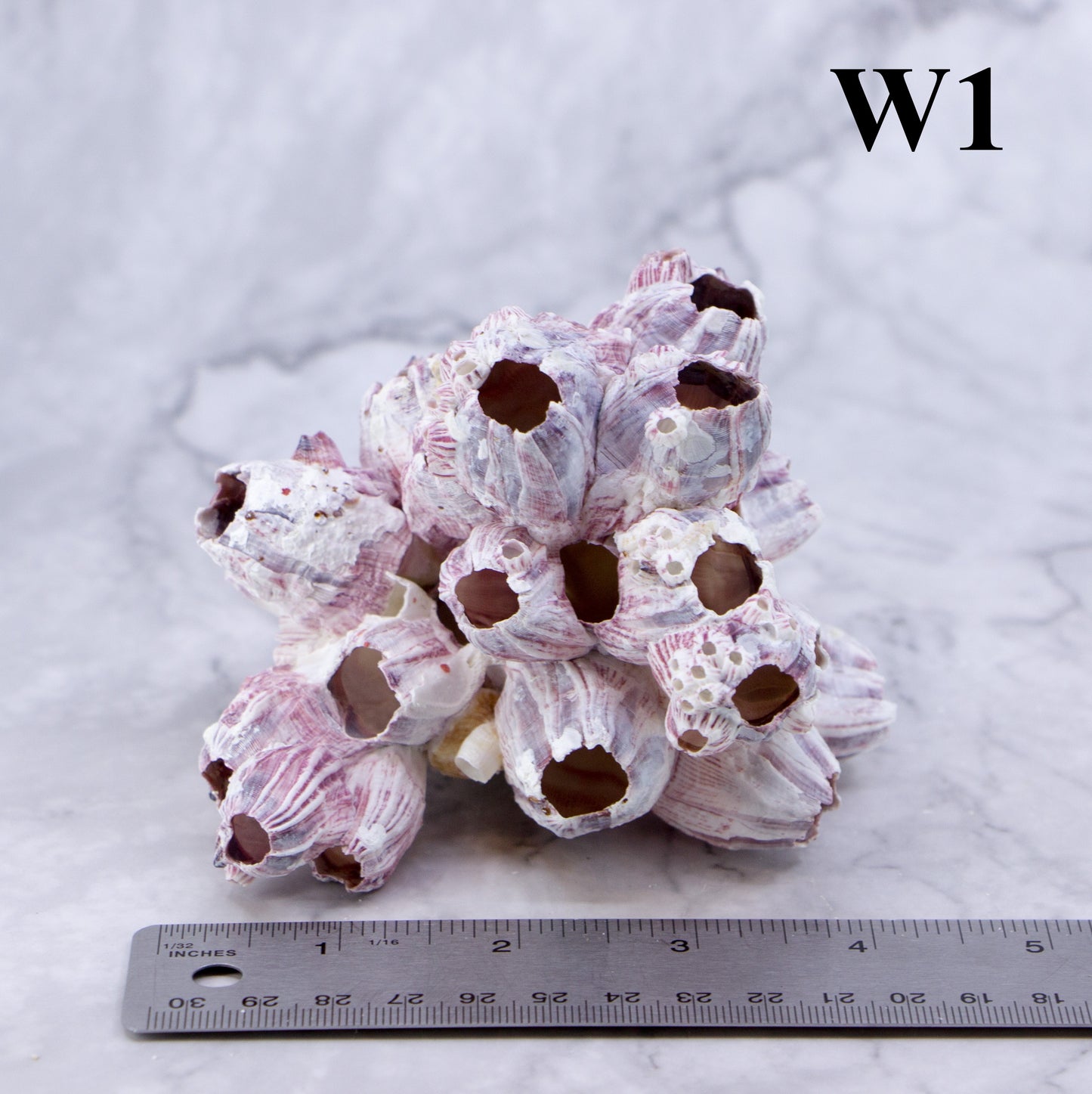 Barnacles 3-5"