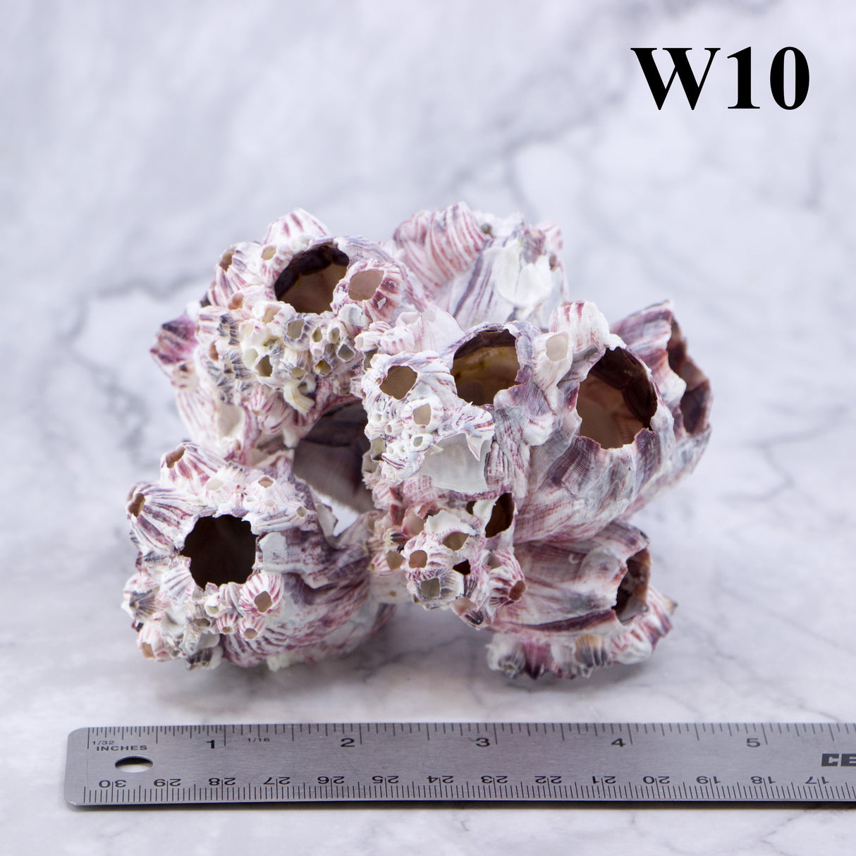 Barnacles 3-5"