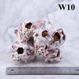 Barnacles 3-5"