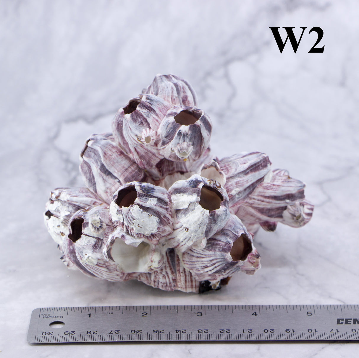 Barnacles 3-5"