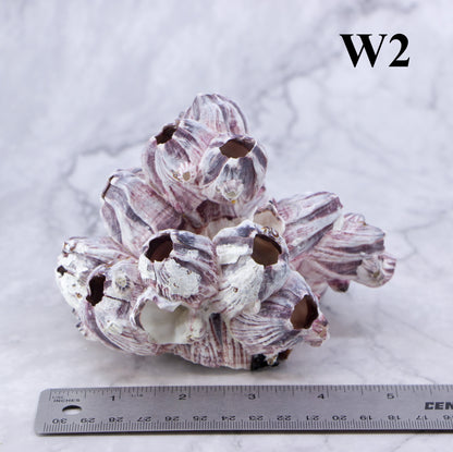Barnacles 3-5"