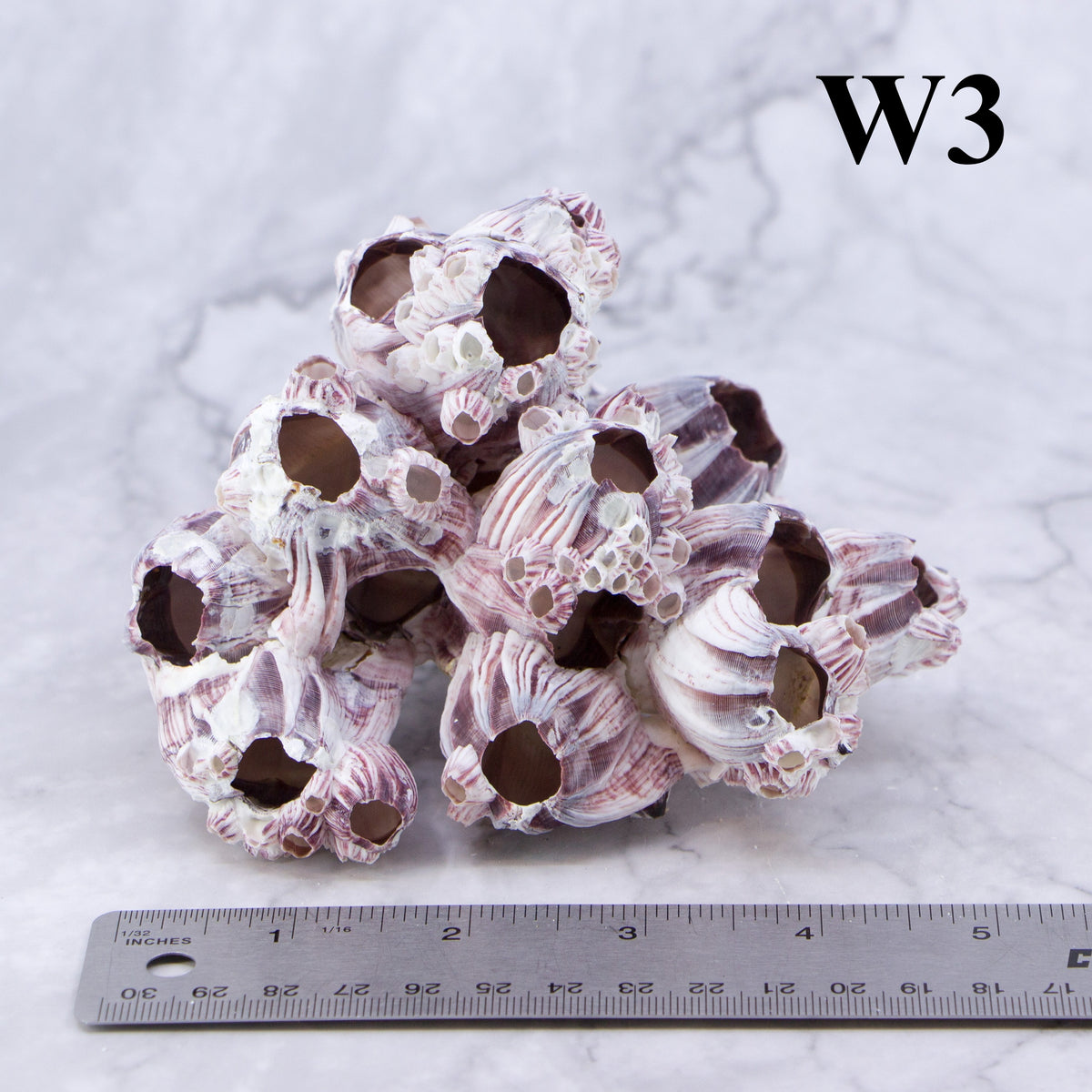 Barnacles 3-5"