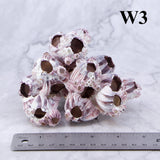 Barnacles 3-5"
