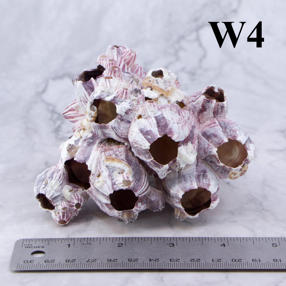 Barnacles 3-5"