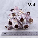 Barnacles 3-5"