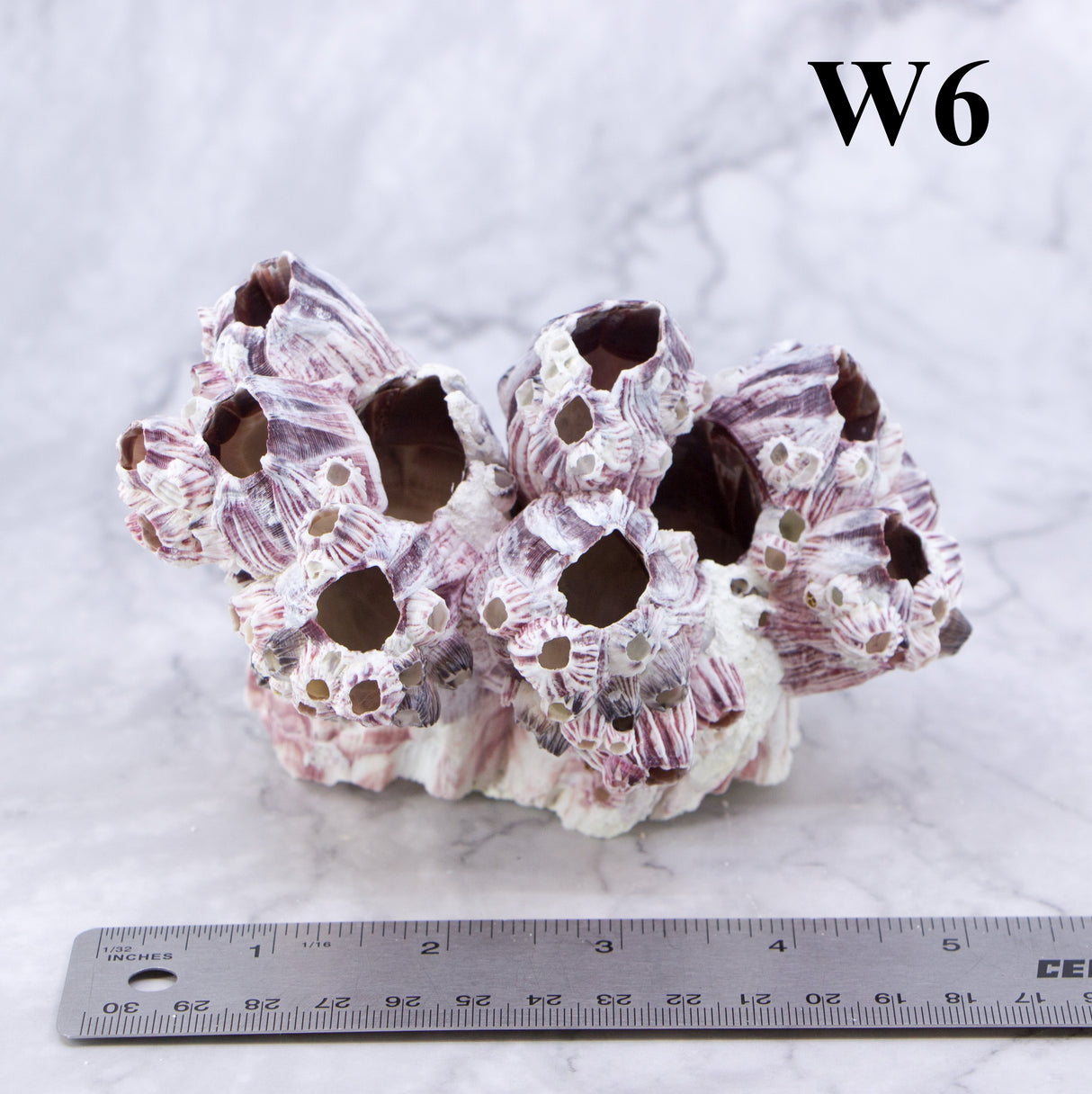 Barnacles 3-5"