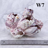 Barnacles 3-5"