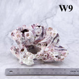 Barnacles 3-5"