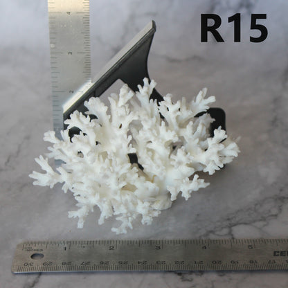 Lace Coral 3-5"