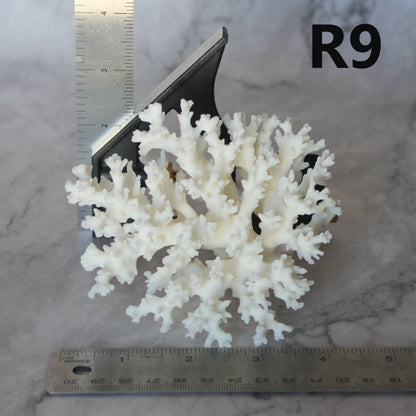 Lace Coral 3-5"