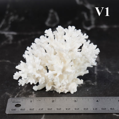 Lace Coral 3-5"