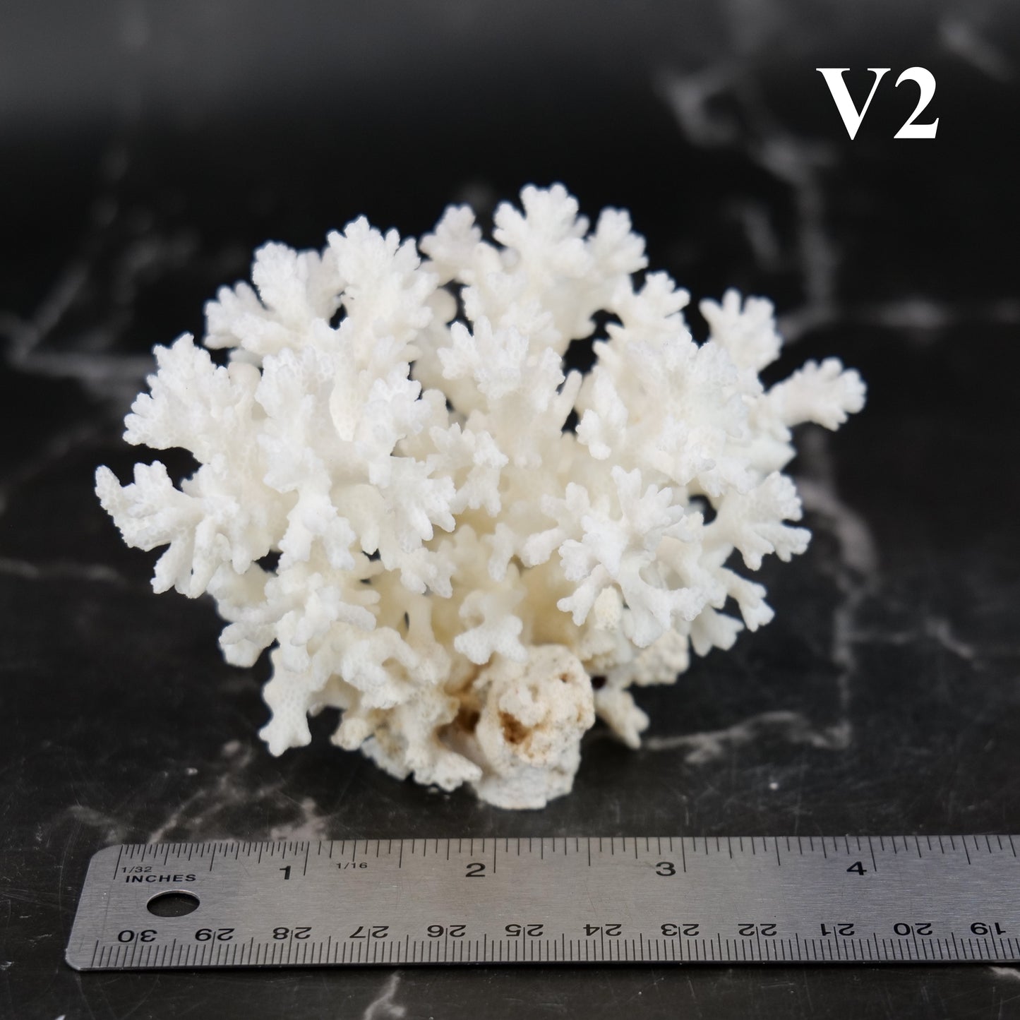 Lace Coral 3-5"