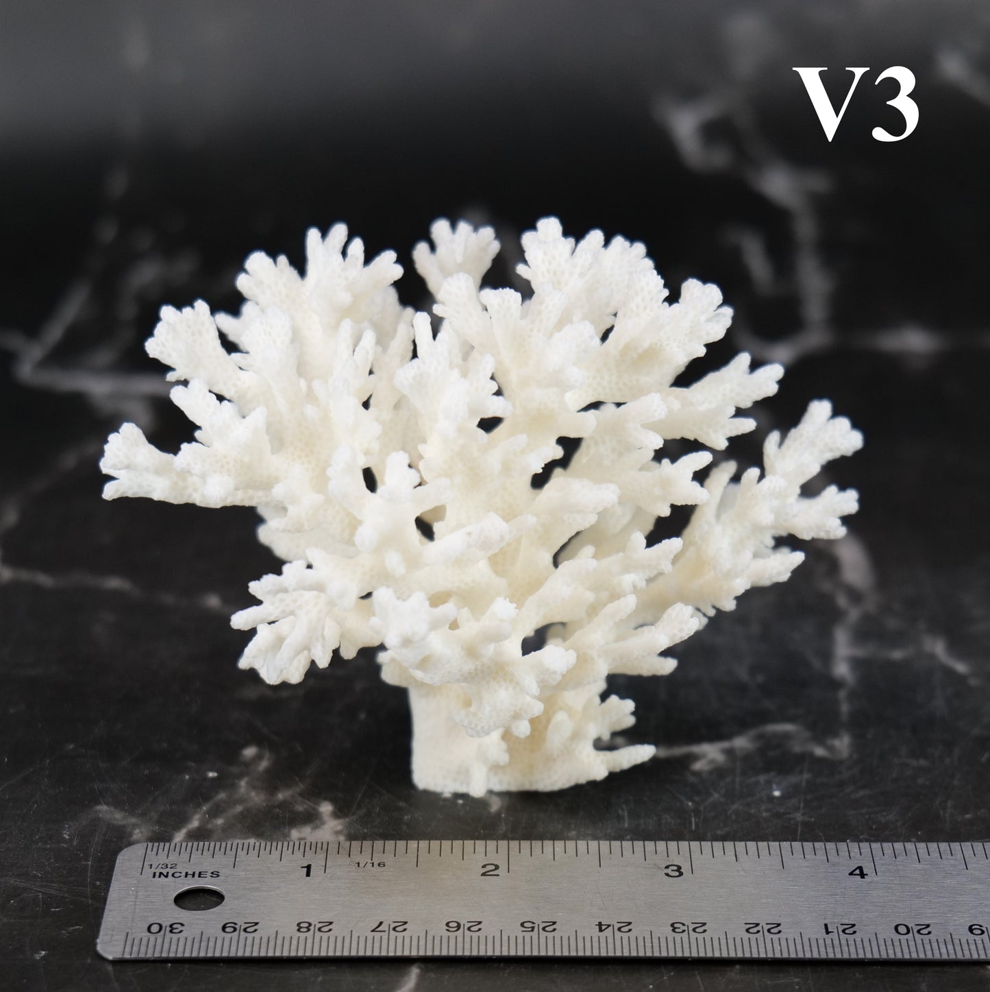 Lace Coral 3-5"