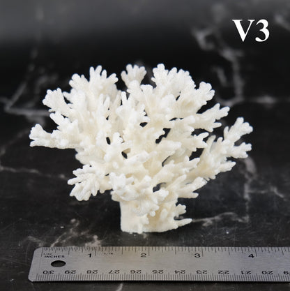 Lace Coral 3-5"