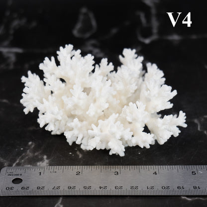 Lace Coral 3-5"