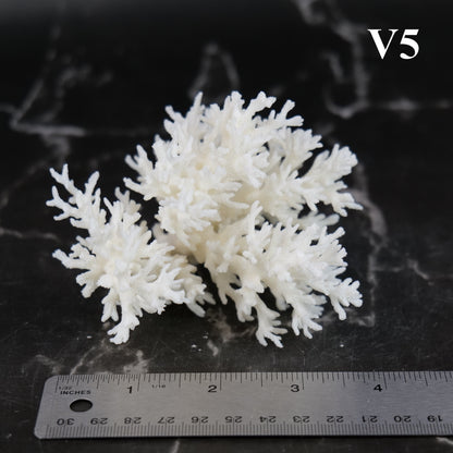 Lace Coral 3-5"