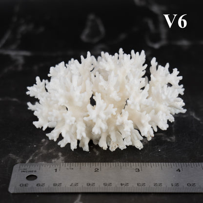 Lace Coral 3-5"