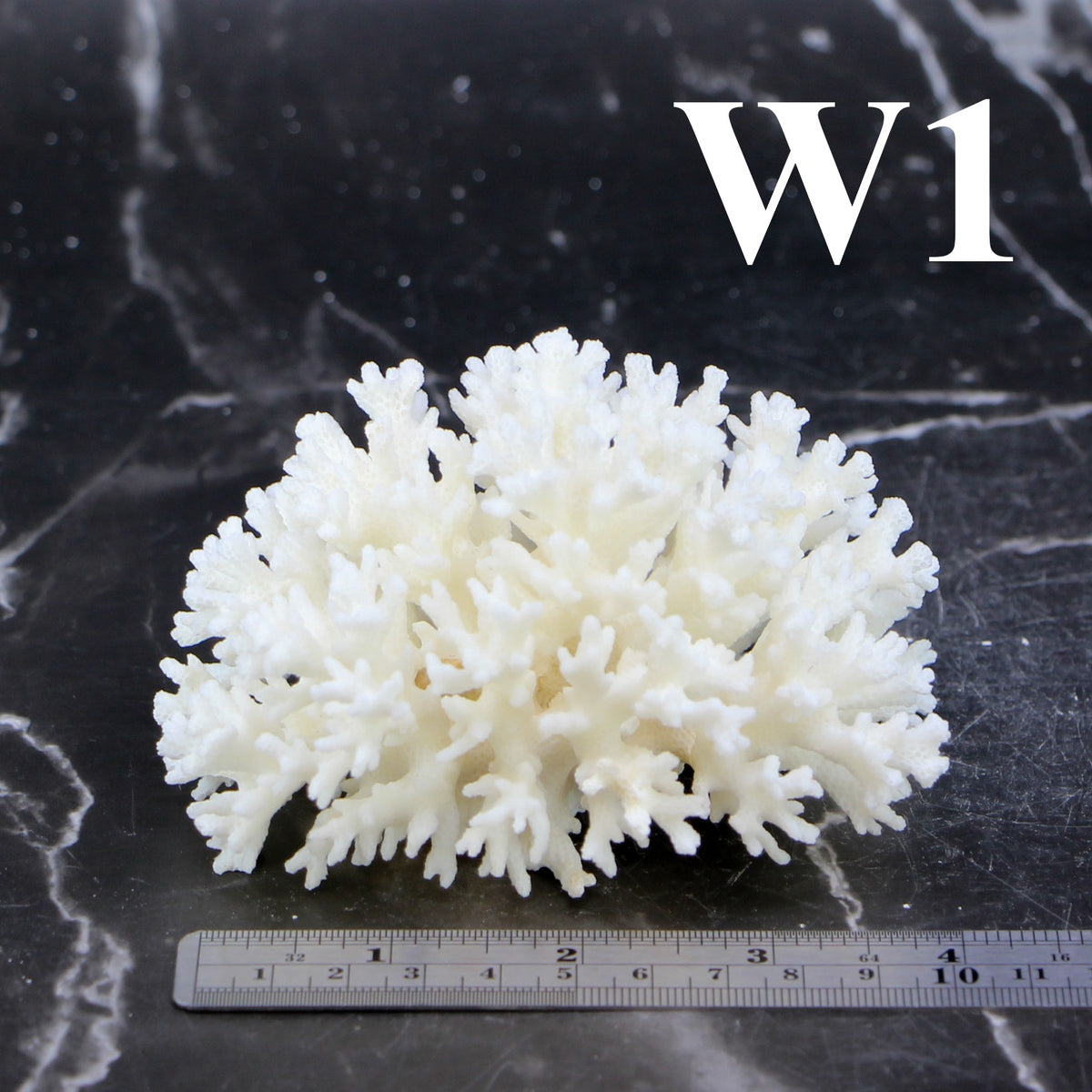 Lace Coral 3-5"