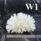 Lace Coral 3-5"