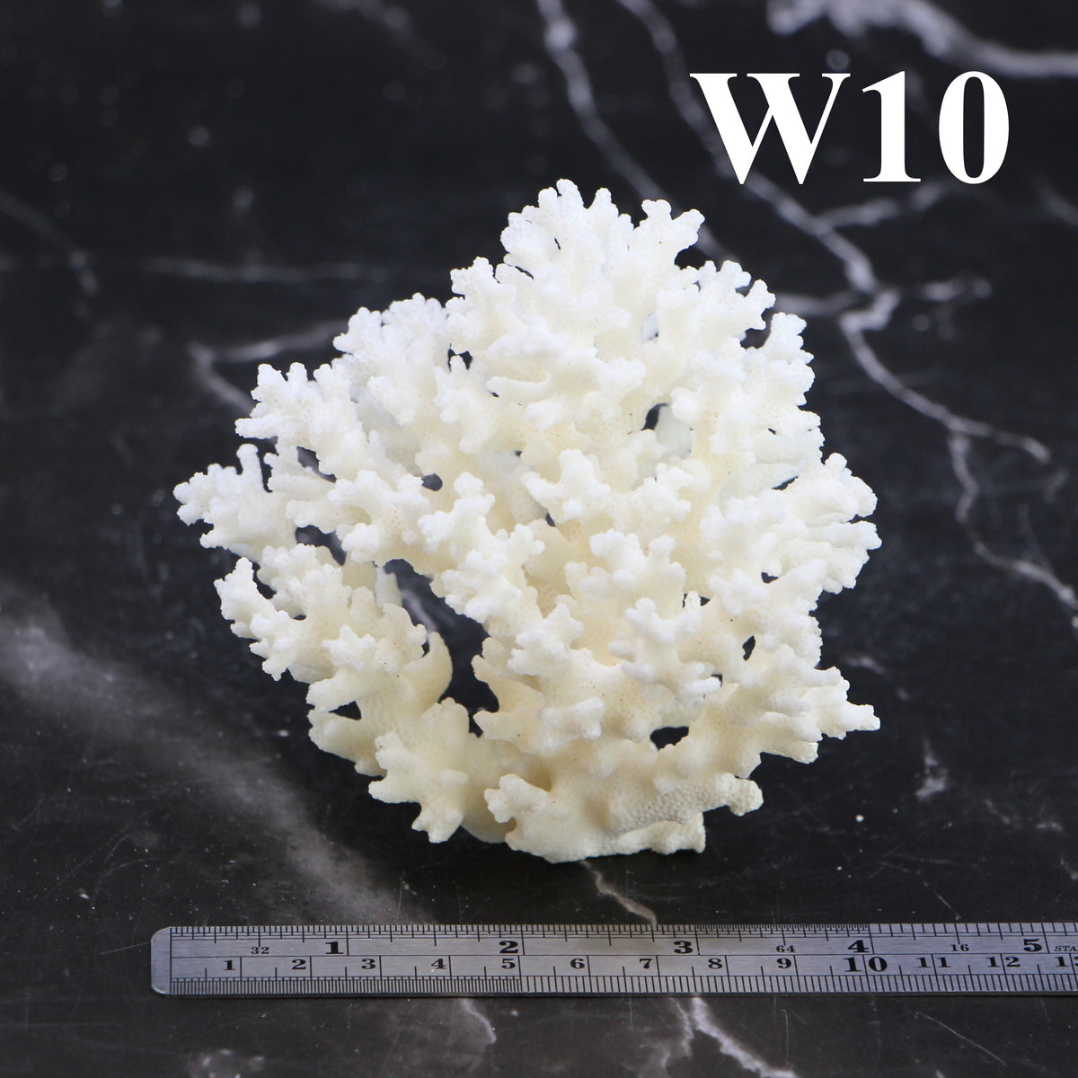 Lace Coral 3-5"