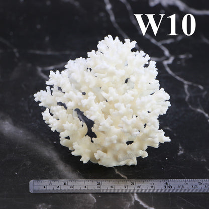 Lace Coral 3-5"