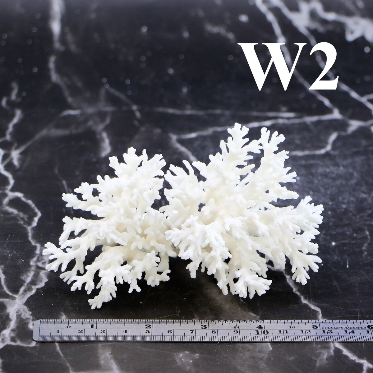 Lace Coral 3-5"