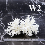 Lace Coral 3-5"