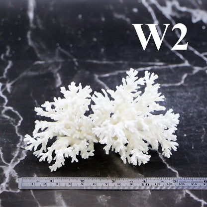 Lace Coral 3-5"