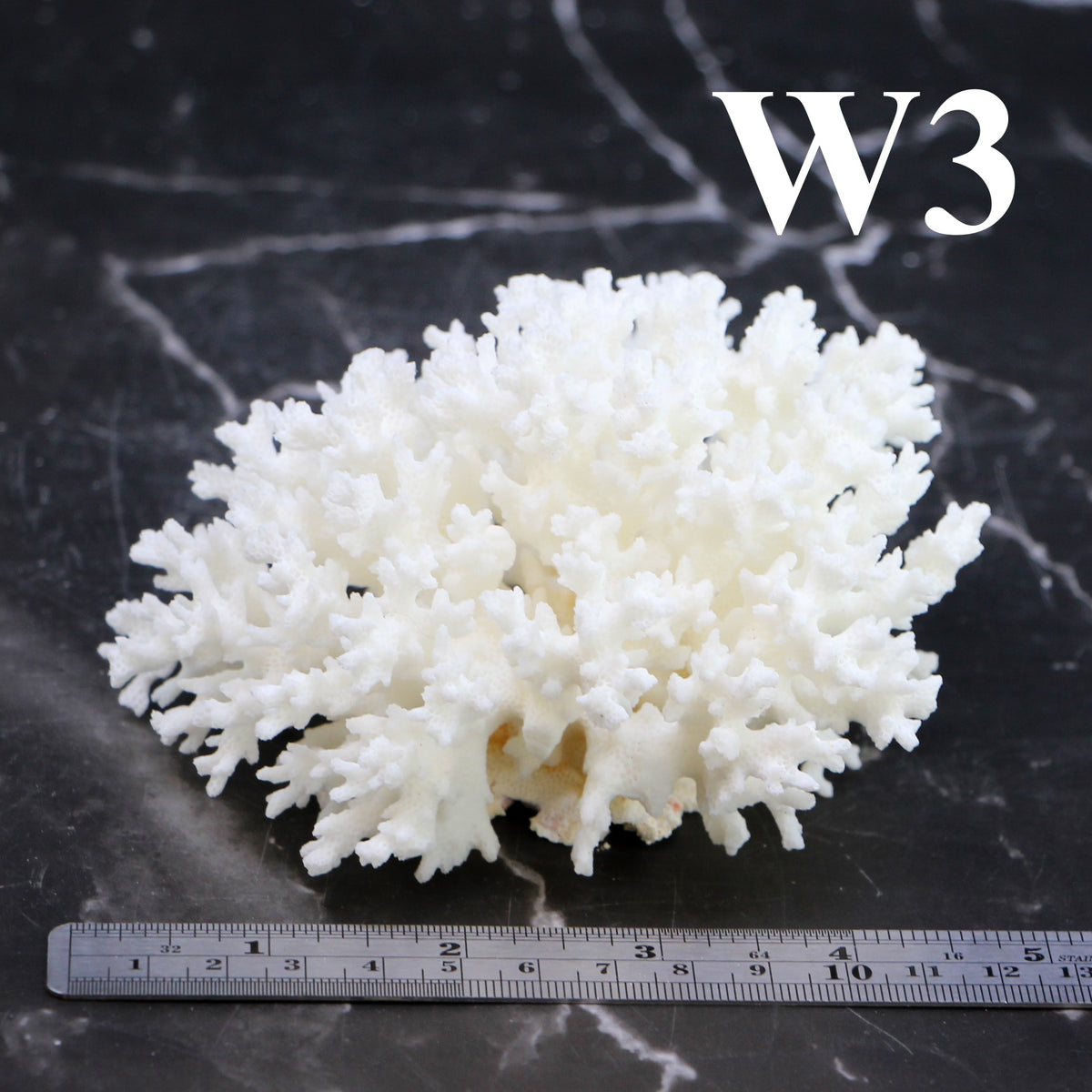 Lace Coral 3-5"