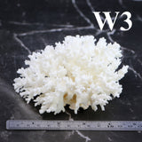 Lace Coral 3-5"