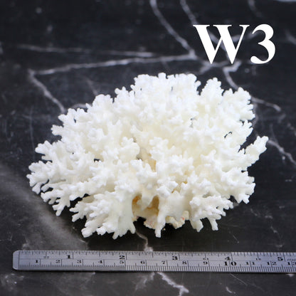 Lace Coral 3-5"