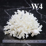 Lace Coral 3-5"