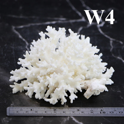 Lace Coral 3-5"