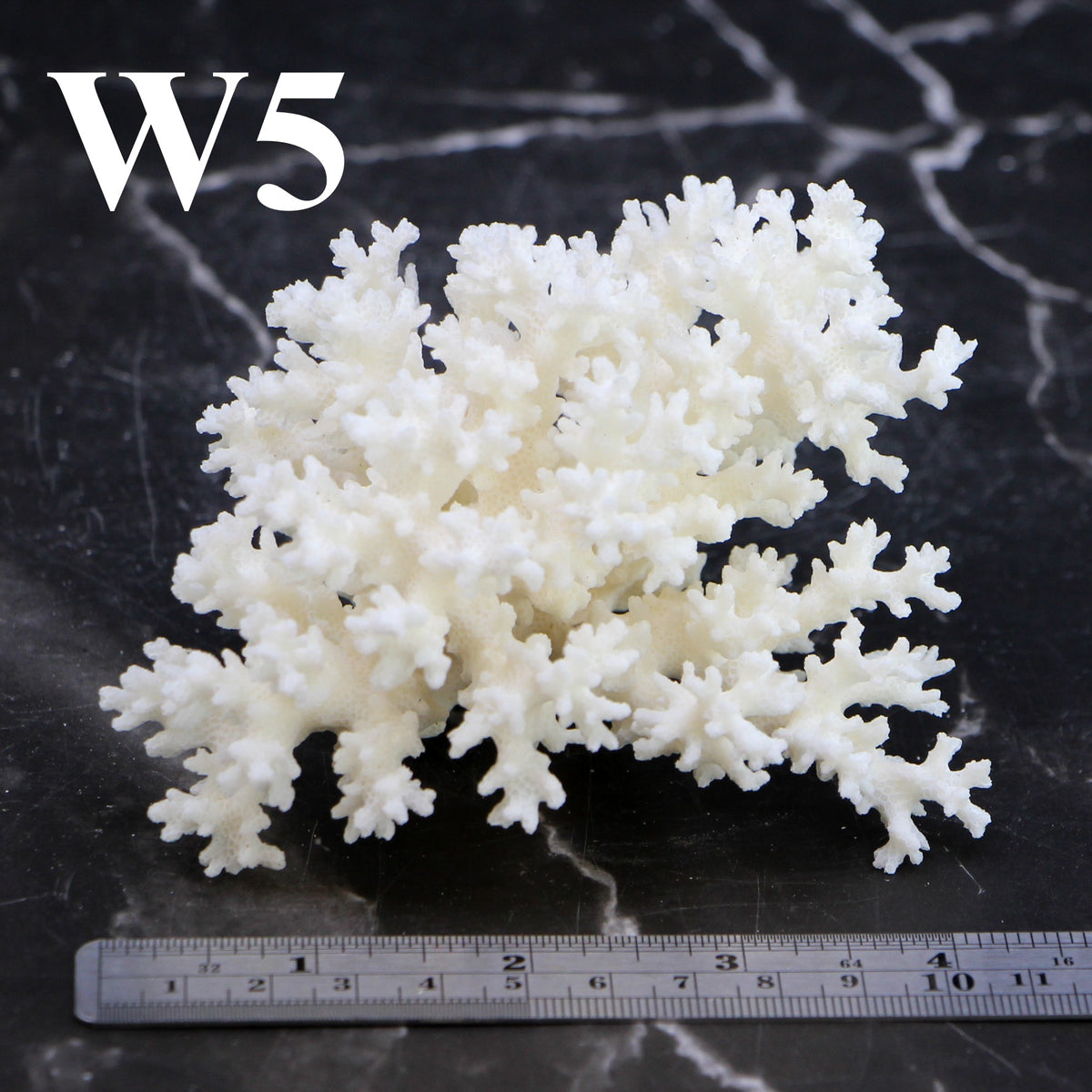 Lace Coral 3-5"