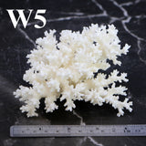 Lace Coral 3-5"