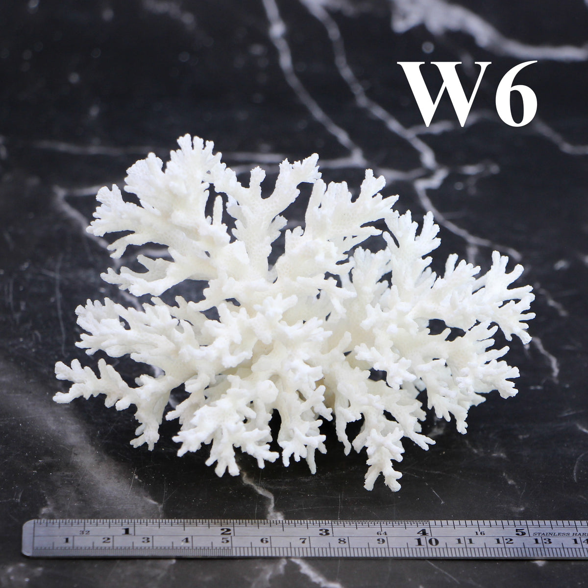 Lace Coral 3-5"