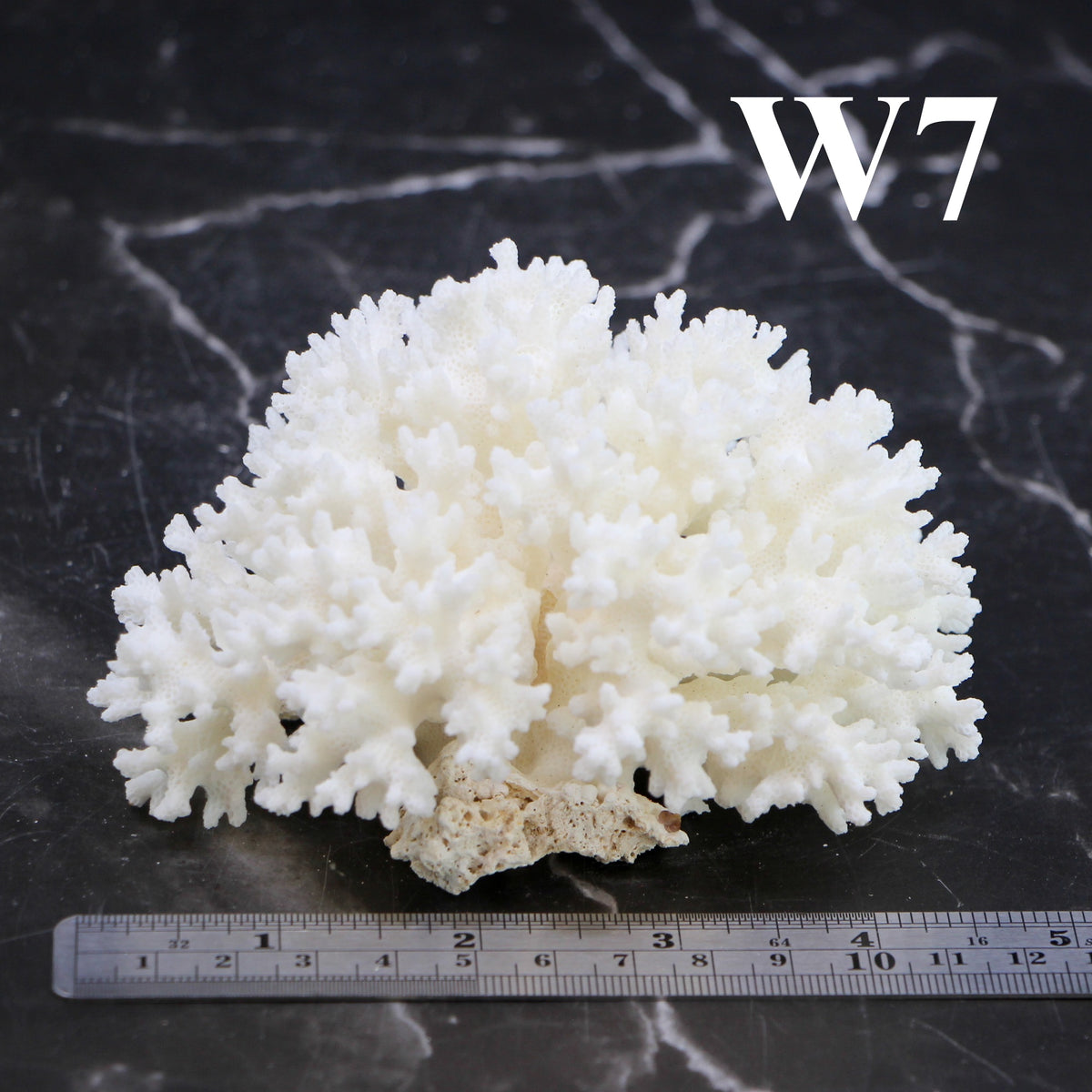 Lace Coral 3-5"