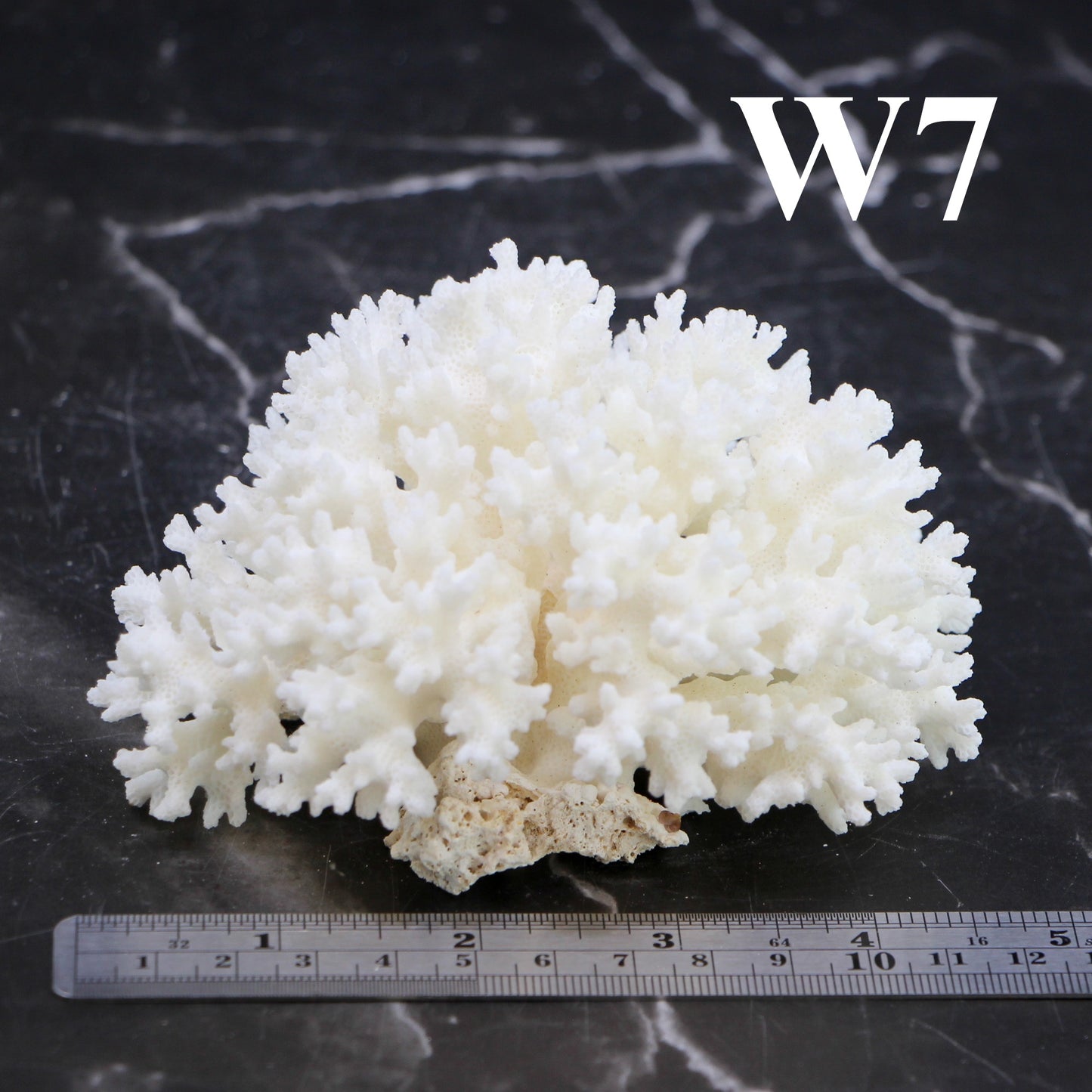 Lace Coral 3-5"