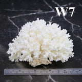 Lace Coral 3-5"