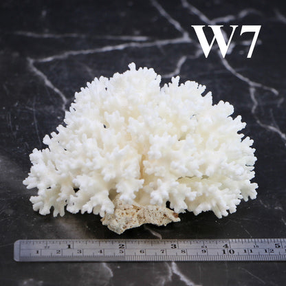 Lace Coral 3-5"