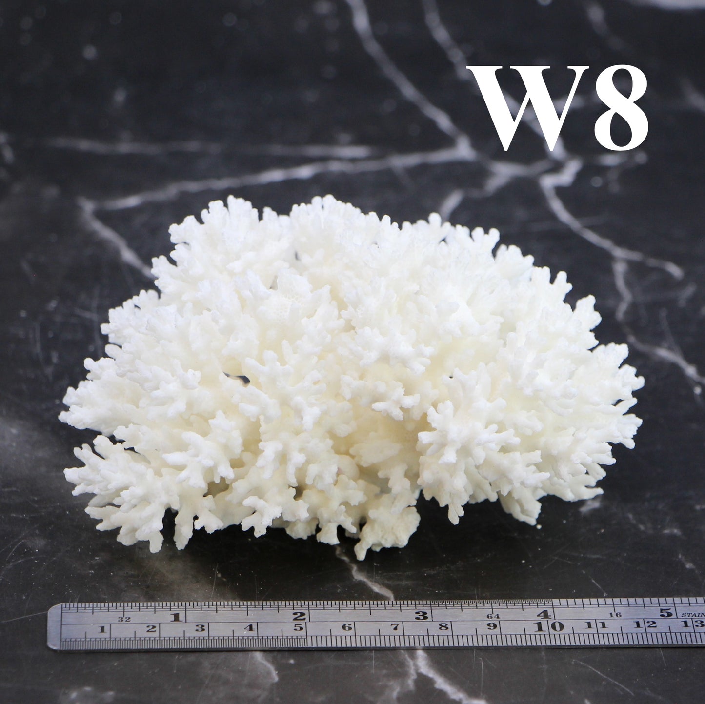 Lace Coral 3-5"