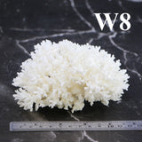 Lace Coral 3-5"