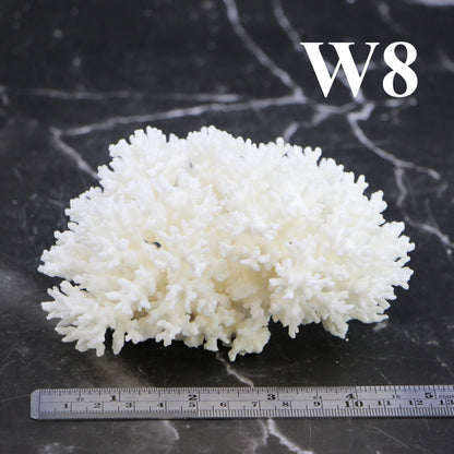 Lace Coral 3-5"