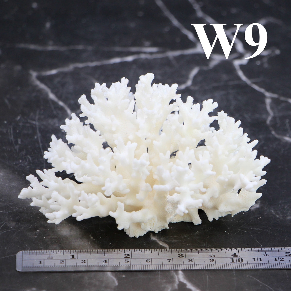 Lace Coral 3-5"