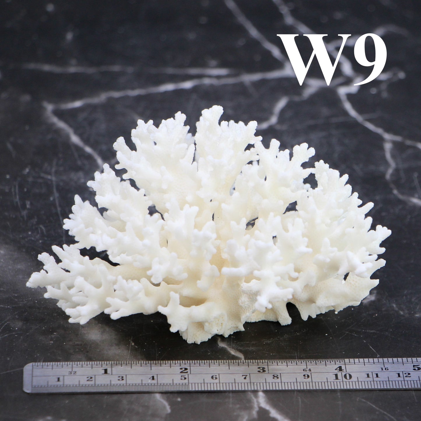 Lace Coral 3-5"