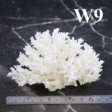 Lace Coral 3-5"