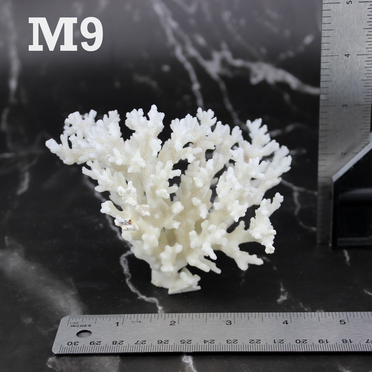 Lace Coral 3-5"