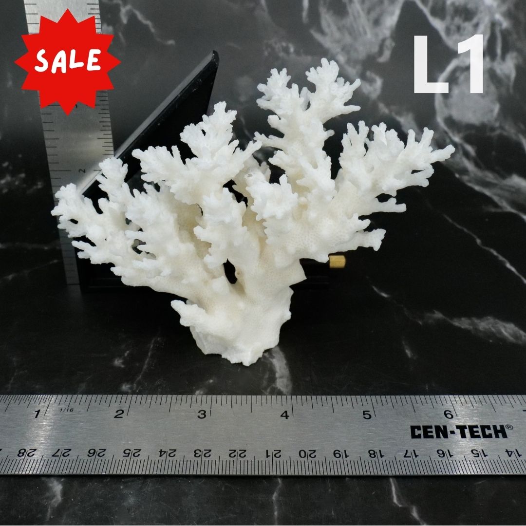 Lace Coral 3-5"